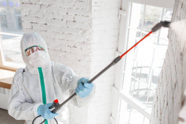 Trusted Woodbury, NY Mold Removal Experts