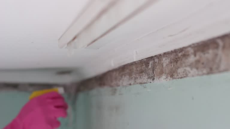 Best Forensic Mold Investigation  in Woodbury, NY